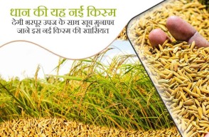 New Variety of Paddy: धान की यह नई किस्म देगी भरपूर उपज के साथ खूब मुनाफा, जाने इस नई किस्म की खासियत